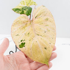 Philodendron Gloriosum Marble Pink Variegated *Type 4* (wk32-UG)