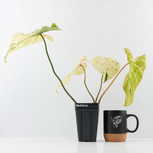 Philodendron Gloriosum Marble Pink Variegated *Type 4* (wk35-U124)