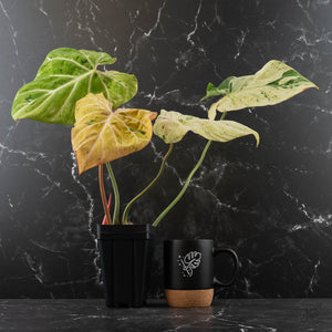 Philodendron Gloriosum Marble Pink Variegated *Type 4* (wk42-U124)