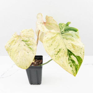 Philodendron Gloriosum Marble Pink Variegated *Type 4* (wk35-U124)