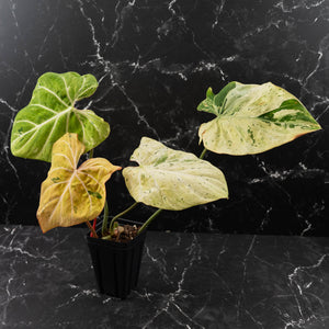 Philodendron Gloriosum Marble Pink Variegated *Type 4* (wk42-U124)