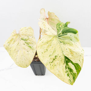 Philodendron Gloriosum Marble Pink Variegated *Type 4* (wk35-U124)