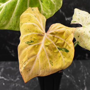 Philodendron Gloriosum Marble Pink Variegated *Type 4* (wk42-U124)