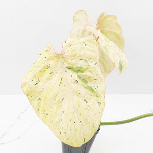 Philodendron Gloriosum Marble Pink Variegated *Type 4* (wk35-U124)