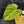 Philodendron Gloriosum Marble Pink Variegated *Type 4* (wk42-U124)