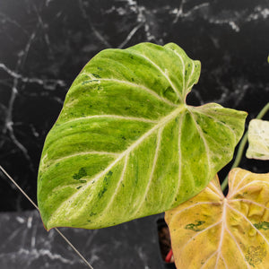 Philodendron Gloriosum Marble Pink Variegated *Type 4* (wk42-U124)