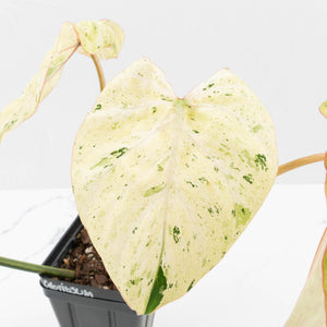 Philodendron Gloriosum Marble Pink Variegated *Type 4* (wk35-U124)