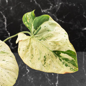 Philodendron Gloriosum Marble Pink Variegated *Type 4* (wk42-U124)