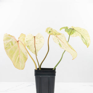 Philodendron Gloriosum Marble Pink Variegated *Type 4* (wk35-U124)