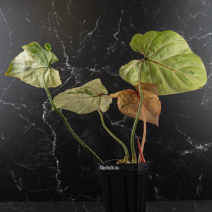 Philodendron Gloriosum Marble Pink Variegated *Type 4* (wk42-U124)
