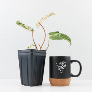 Philodendron Gloriosum Marble Pink Variegated *Type 4* (wk35-U50)
