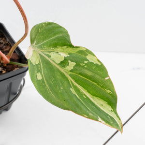Philodendron Gloriosum Marble Pink Variegated *Type 4* (wk35-U50)