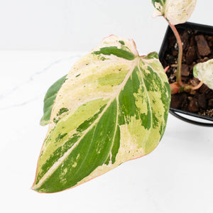 Philodendron Gloriosum Marble Pink Variegated *Type 4* (wk35-U50)