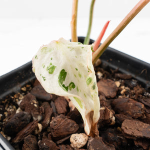 Philodendron Gloriosum Marble Pink Variegated *Type 4* (wk35-U50)