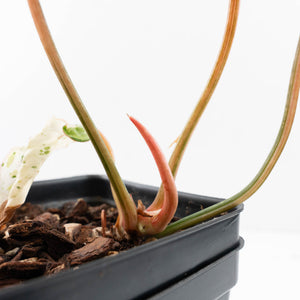 Philodendron Gloriosum Marble Pink Variegated *Type 4* (wk35-U50)