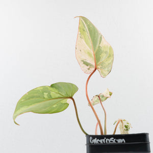 Philodendron Gloriosum Marble Pink Variegated *Type 4* (wk35-U50)