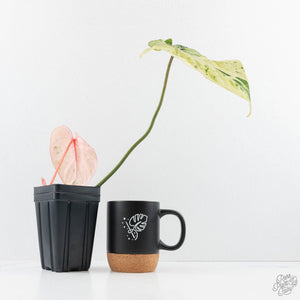 Philodendron Gloriosum Marble Pink Variegated *Type 4* (wk23-UG)