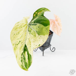 philodendron white marble Philodendron Gloriosum Marble Pink Variegated *Type 4* (wk23-UG) – Rare Plant Fairy