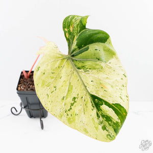 Philodendron Gloriosum Marble Pink Variegated *Type 4* (wk23-UG)