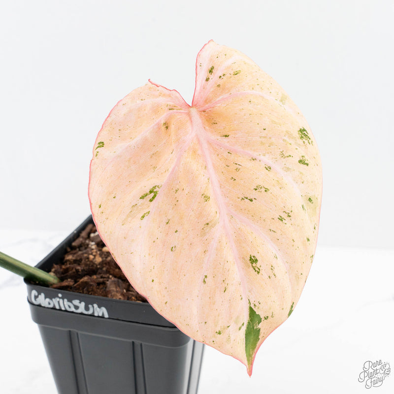 Philodendron Gloriosum Marble Pink Variegated *Type 4* (wk23-UG)