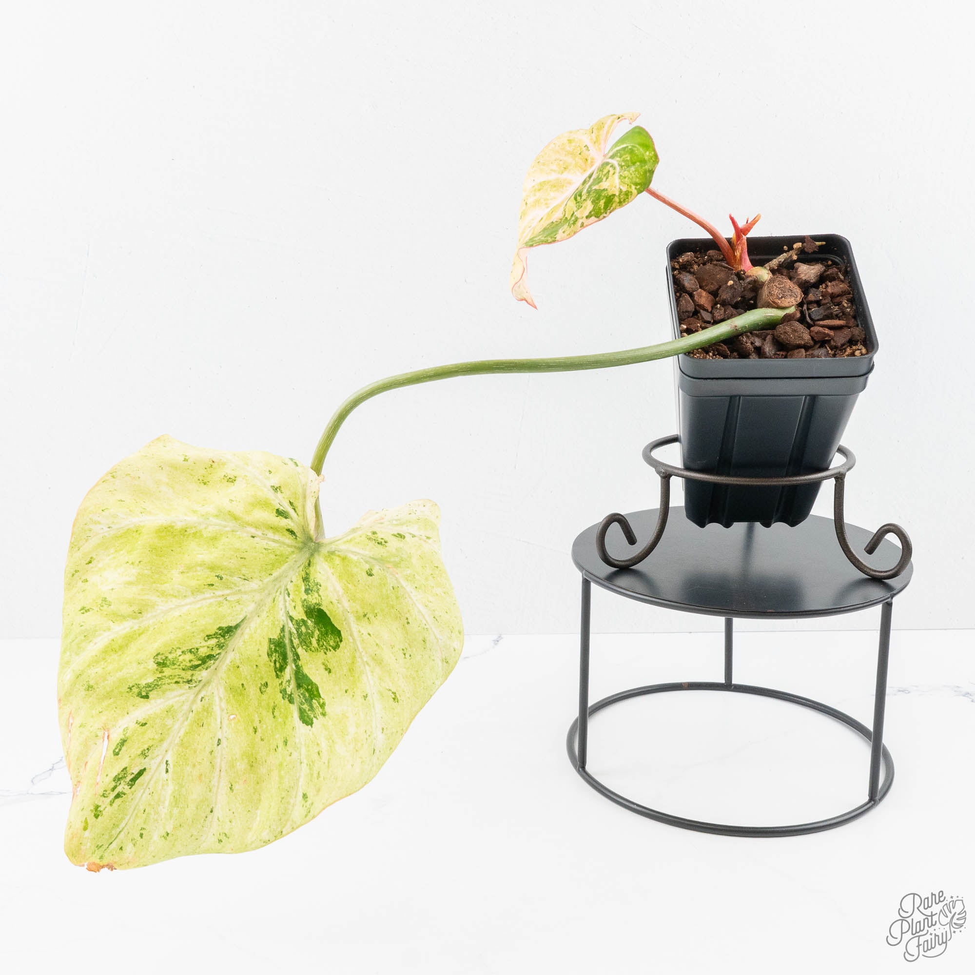 marbled philodendron types Philodendron Gloriosum Marble Pink Variegated *Type 4* (wk24-UG) – Rare Plant Fairy