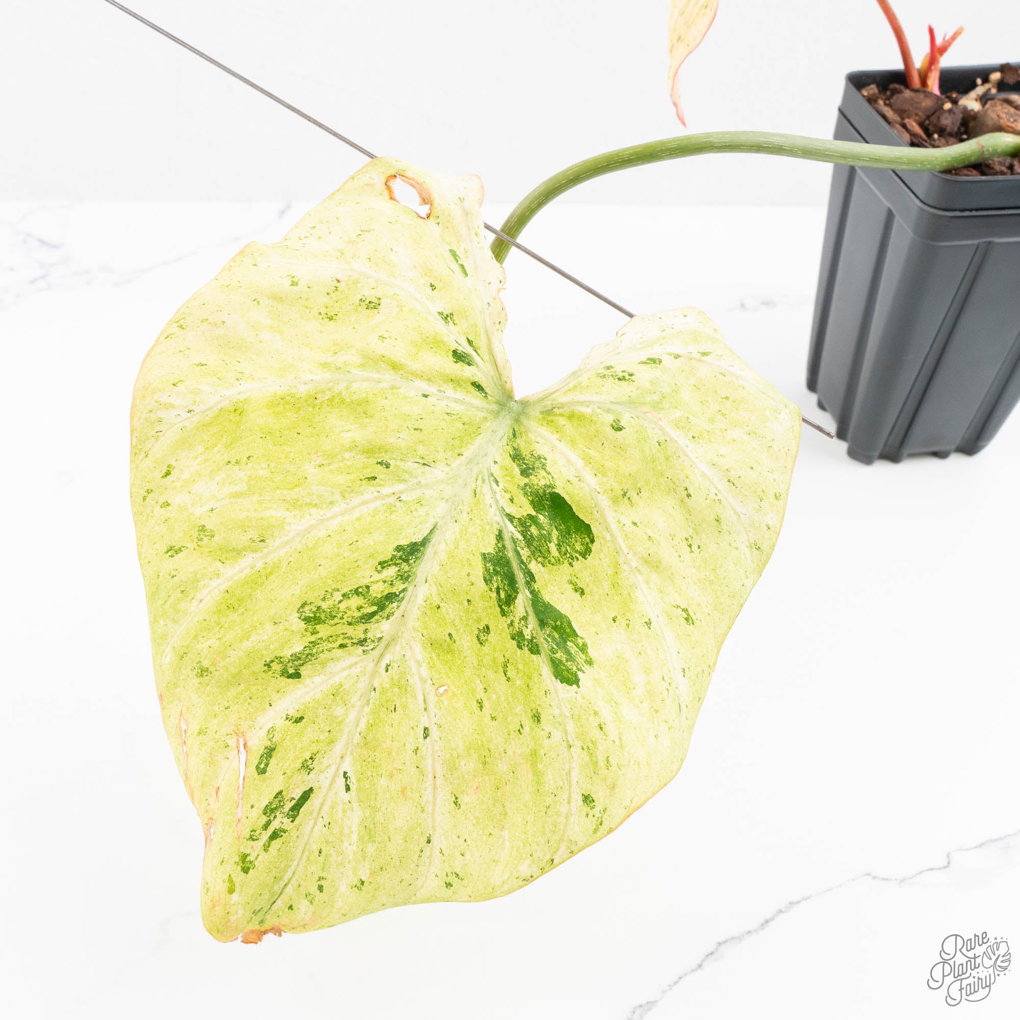 marbled philodendron types Philodendron Gloriosum Marble Pink Variegated *Type 4* (wk24-UG) – Rare Plant Fairy