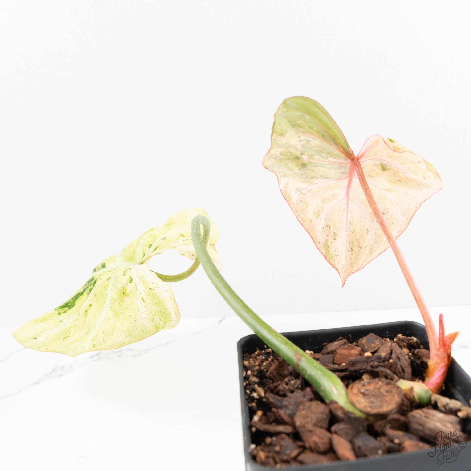 philodendron gloriosum pink back Philodendron Gloriosum Marble Pink Variegated *Type 4* (wk24-UG) – Rare Plant Fairy