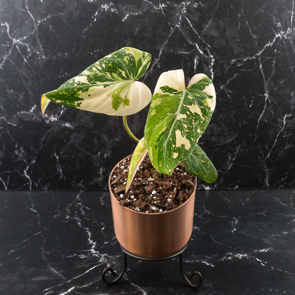Philodendron Gloriosum Variegated Type 2