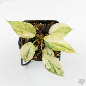 Philodendron Gloriosum Variegated *Type 2* (wk16-A)