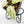 Philodendron Gloriosum Variegated *Type 2* (wk16-A)