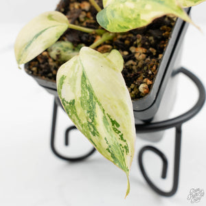 Philodendron Gloriosum Variegated *Type 2* (wk16-A)