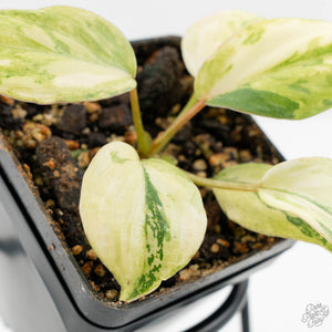 Philodendron Gloriosum Variegated *Type 2* (wk16-A)