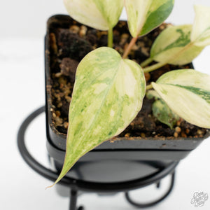 Philodendron Gloriosum Variegated *Type 2* (wk16-A)