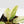 Philodendron Gloriosum Variegated *Type 2* (wk16-A)