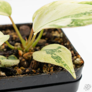 Philodendron Gloriosum Variegated *Type 2* (wk16-A)