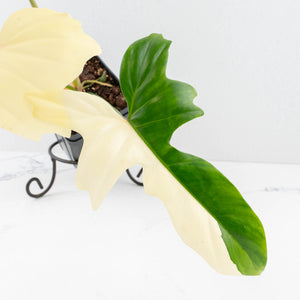 Philodendron 'Golden Dragon' Variegated (wk32-J)