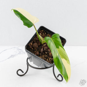 Philodendron 'Golden Dragon' Variegated (wk29-F)