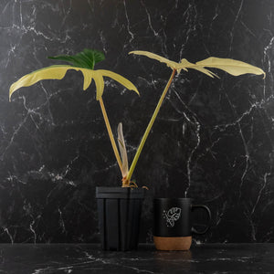 Philodendron 'Golden Dragon' Variegated (wk41-L349)
