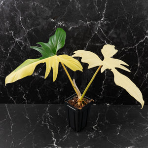 Philodendron 'Golden Dragon' Variegated (wk41-L349)