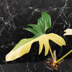 Philodendron 'Golden Dragon' Variegated (wk41-L349)
