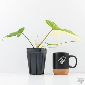 Philodendron 'Golden Dragon' Variegated (wk25-B)