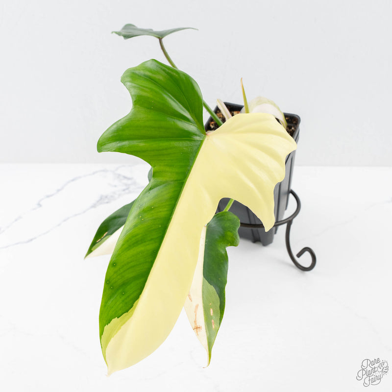Philodendron 'Golden Dragon' Variegated (wk25-B)