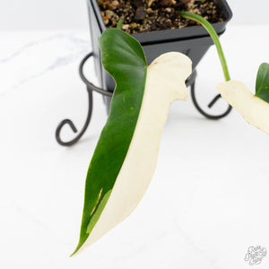 Philodendron 'Golden Dragon' Variegated (wk25-B)