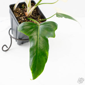 Philodendron 'Golden Dragon' Variegated (wk25-B)