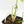 Philodendron 'Golden Dragon' Variegated (wk25-B)
