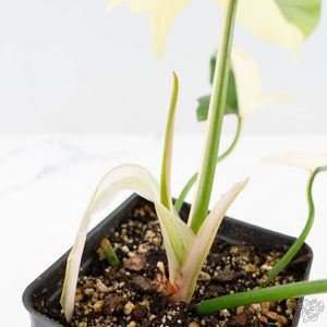 Philodendron 'Golden Dragon' Variegated (wk25-B)