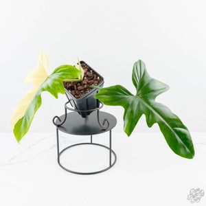philodendron variegated golden dragon Philodendron 'Golden Dragon' Variegated (wk24-J) – Rare Plant Fairy