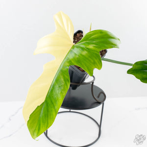 Philodendron 'Golden Dragon' Variegated (wk24-J)