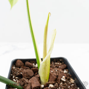 Philodendron 'Golden Dragon' Variegated (wk24-J)