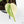 Philodendron Hederaceum Albo Variegated 